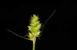 Heavy sedge